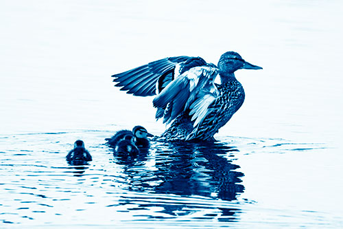 Family Of Ducks Enjoying Lake Swim (Blue Shade Photo)