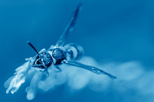 Feisty Wasp Gazes Upwards Among Plant Top (Blue Shade)
