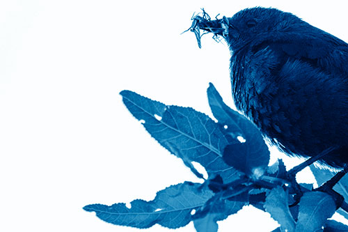 Female Brewers Blackbird Collects Mouthful Of Bugs (Blue Shade Photo)