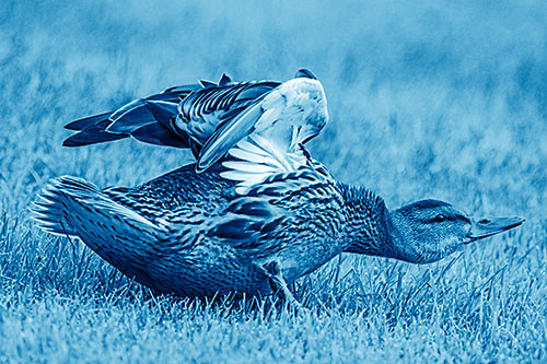 Female Mallard Duck Stretching Among Cut Grass (Blue Shade)