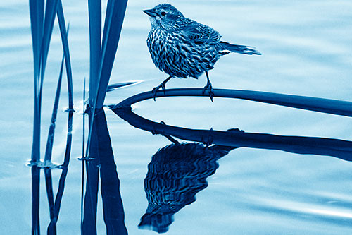 Female Red Winged Blackbird Casts Reflection Atop Bent Water Reed (Blue Shade)