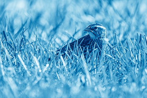 Female Red Winged Blackbird Taking Gander Among Grass (Blue Shade)