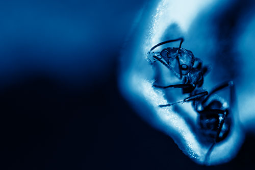 Fire Ant Milking Aphid Among Milkweed Leaf (Blue Shade)