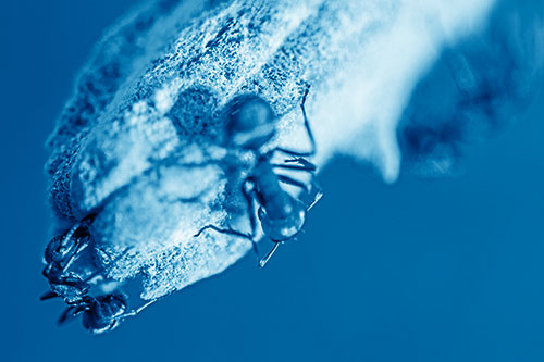 Fire Ants Crawling Among Milkweed Pod (Blue Shade)