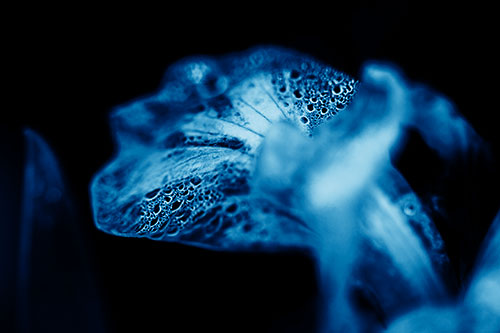 Fish Faced Dew Covered Iris Flower Petal (Blue Shade Photo)