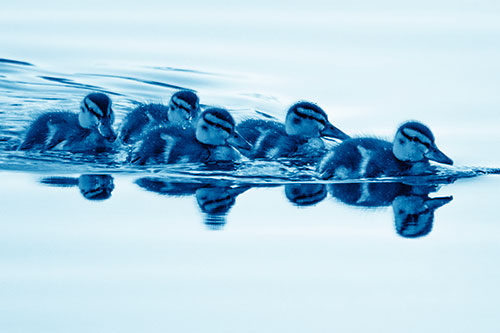 Five Baby Mallard Ducklings Swimming Across Lake Water (Blue Shade)