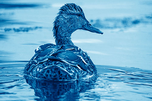 Floating Female Mallard Duck Glancing Sideways (Blue Shade Photo)