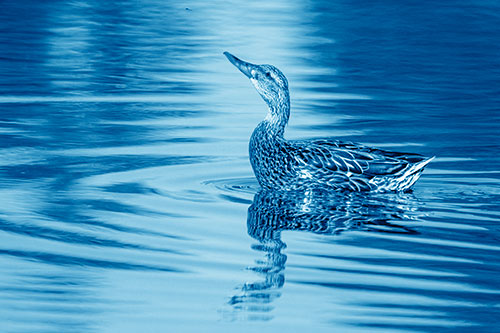 Floating Mallard Duck Watches Dragonfly Buzzing Above (Blue Shade)