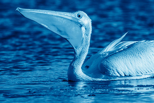 Floating Pelican Swallows Fishy Dinner (Blue Shade Photo)
