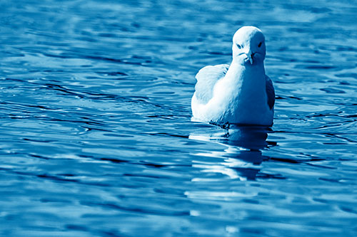 Floating Seagull Making Direct Eye Contact (Blue Shade)