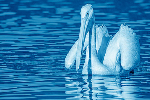 Floating Wing Spread Pelican Hunting For Fishy Breakfast (Blue Shade)