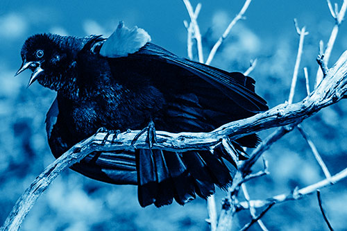 Fluffy Red Winged Blackbird Cawing Among Curving Branch (Blue Shade)