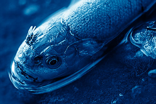 Fly Feasts Among Freshwater Whitefish Eyeball (Blue Shade Photo)