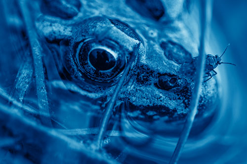 Fly Standing Atop Leopard Frogs Nose (Blue Shade Photo)