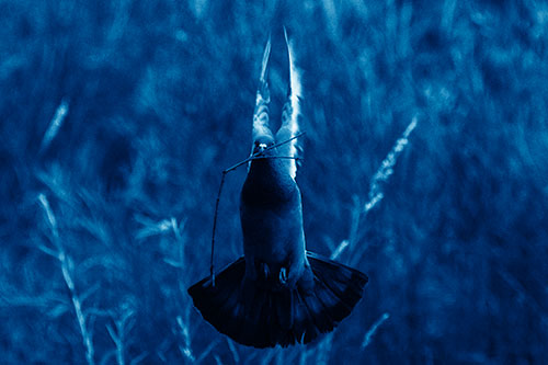 Flying Pigeon Carries Stick In Mouth (Blue Shade)