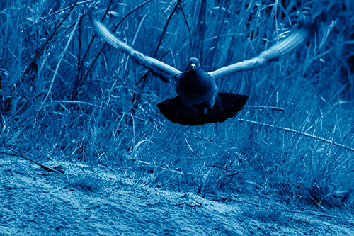 Flying Pigeon Collecting Nest Sticks (Blue Shade Photo)