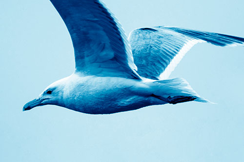 Flying Seagull Close Up During Flight (Blue Shade Photo)