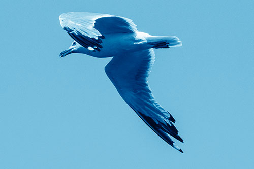 Flying Seagull Searching For Fishy Breakfast (Blue Shade)