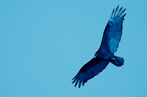 Flying Turkey Vulture Hunts For Food (Blue Shade Photo)