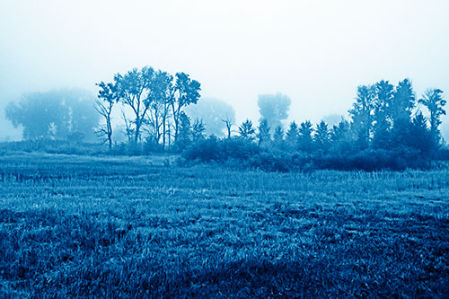 Fog Lingers Beyond Tree Clusters (Blue Shade Photo)