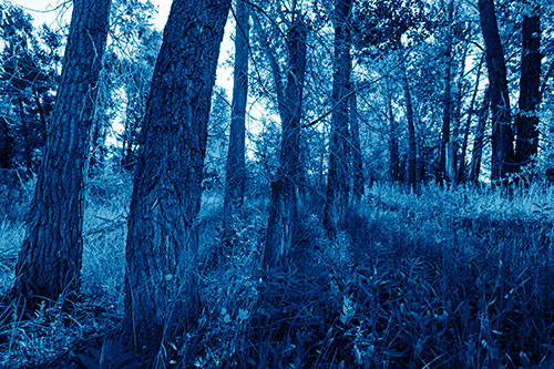 Forest Tree Trunks Blocking Sunlight (Blue Shade Photo)
