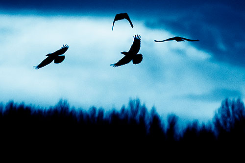 Four Crows Flying Above Trees (Blue Shade Photo)