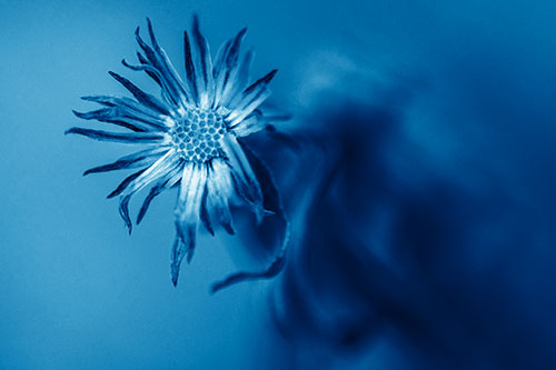 Freezing Aster Flower Shaking Among Wind (Blue Shade Photo)
