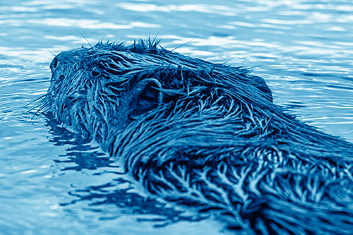 Frightened Beaver Swims Upstream River (Blue Shade Photo)