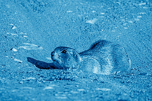 Frightened Russet Ground Squirrel Crouching Atop Dirt Mound (Blue Shade)