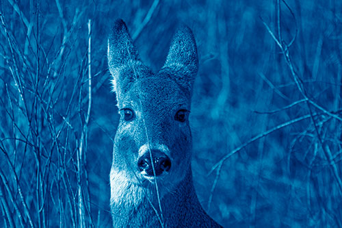 Frightened White Tailed Deer Staring (Blue Shade Photo)