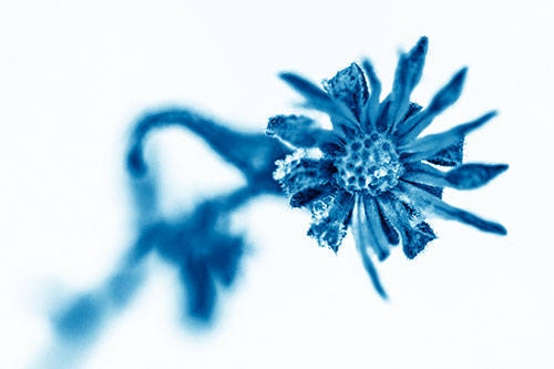 Frozen Ice Clinging Among Bending Aster Flower Petals (Blue Shade Photo)