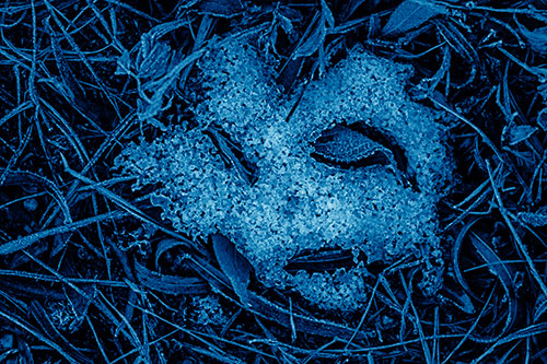 Frozen Leaf Eyed Snow Face Among Frosty Grass (Blue Shade)