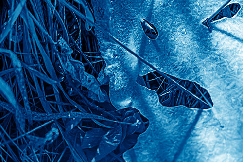 Frozen Protruding Grass Bladed Ice Face (Blue Shade Photo)