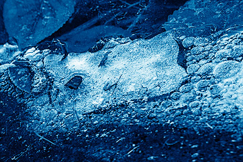 Frozen Rubber Eyed Ice Face Smiling Among Floating Leaves (Blue Shade)