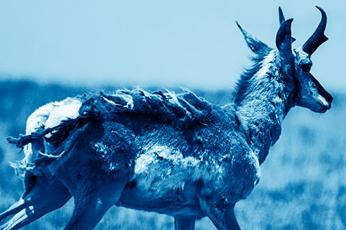 Fur Shedding Pronghorn Walking Along Grass (Blue Shade)