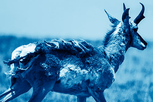 Fur Shedding Pronghorn Walking Along Grass (Blue Shade Photo)