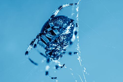 Furrow Orb Weaver Spider Descends Down Web (Blue Shade Photo)