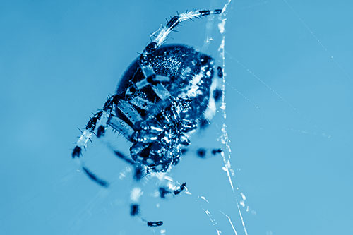 Furrow Orb Weaver Spider Descends Down Web (Blue Shade)