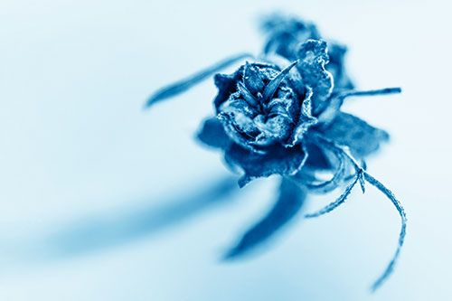 Fuzzy Blossoming Willow Cone Gall Midge (Blue Shade Photo)