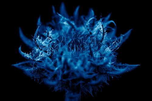 Fuzzy Sunflower Bud Begins Blooming (Blue Shade)