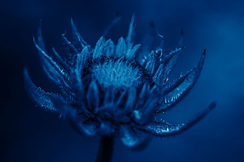 Fuzzy Unfurling Sunflower Bud Blooming (Blue Shade Photo)