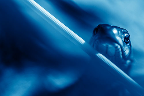 Garter Snake Peeking Head Over Dried Fescue Grass Blade (Blue Shade)