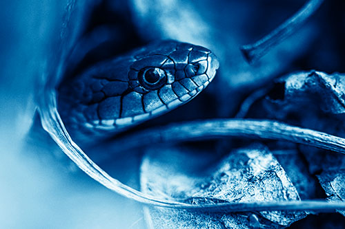 Garter Snake Peeking Out Dirt Tunnel (Blue Shade Photo)