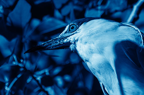 Gazing Black Crowned Night Heron Among Tree Branches (Blue Shade Photo)