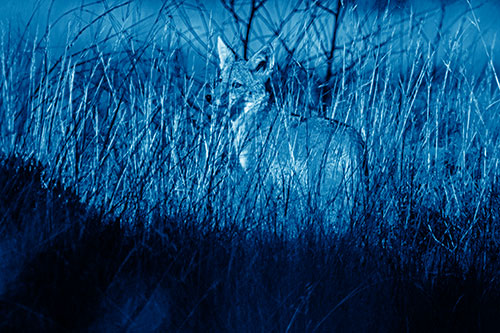 Gazing Coyote Watches Among Feather Reed Grass (Blue Shade Photo)