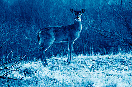 Gazing White Tailed Deer Standing Atop High Ground (Blue Shade Photo)