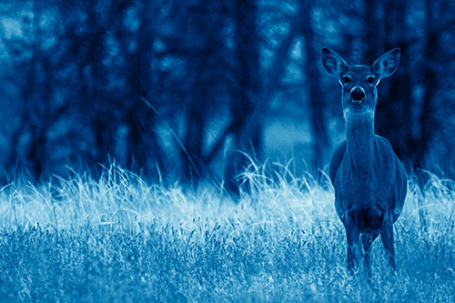 Gazing White Tailed Deer Watching Among Feather Reed Grass (Blue Shade Photo)