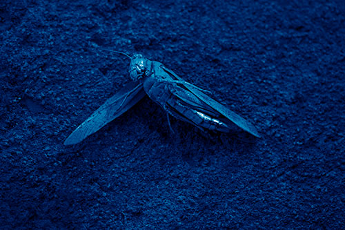 Giant Dead Grasshopper Laid To Rest (Blue Shade Photo)