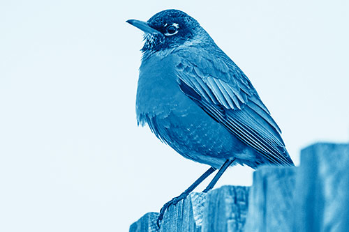 Glaring American Robin Standing Guard Atop Wooden Fence (Blue Shade Photo)