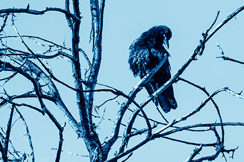 Glaze Eyed Crow Tilting Head Among Dead Tree Branches (Blue Shade)